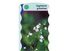 Sagittaria graminea  24