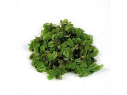 Salvinia natans  250