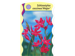 Schizostylis coccineus  Major   24