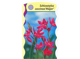 Schizostylis coccineus  Major   24