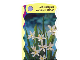 Schizostylis coccineus  Alba   24