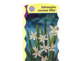 Schizostylis coccineus  Alba   24