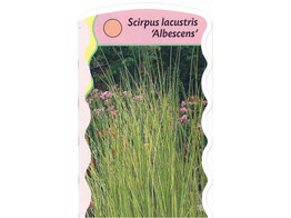 Scirpus lacustris  Albescens   24