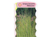 Scirpus lacustris  Albescens   24