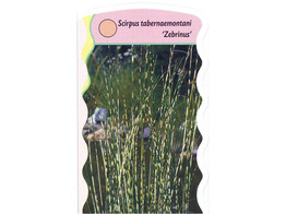 Scirpus taber.  Zebrinus   24