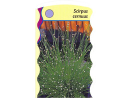 Scirpus cernuus  24