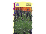 Scirpus cernuus  24