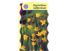 Sisyrinchium californicum  24