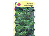 Veronica beccabunga  24