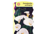 Zantedeschia aethiopica  24