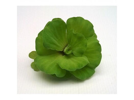 Pistia stratoites  250