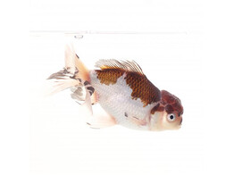 Oranda panda   tricolor