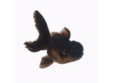 Thai Oranda 10/12