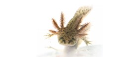 Schildpadden en Axolotl