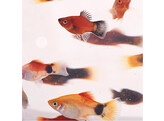 Platy coral Sunset 3-3.5