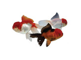 Premium oranda 12/14