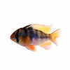 Ramirezi blauw 3.5-4