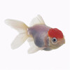 Redcap oranda 4/6