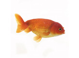 Ranchu mix 6/8