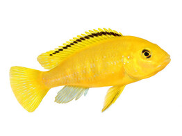 Labidochromis caeruleus  Electric Yellow  5/6