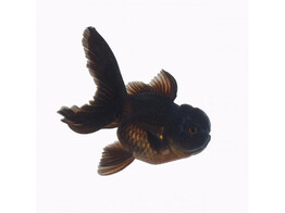 Thai Oranda