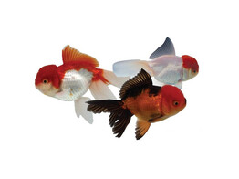 Oranda mix