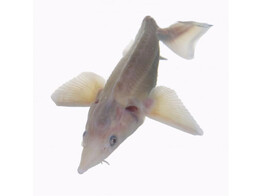 Albino sterlet