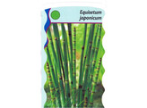 Equisetum japonicum  24