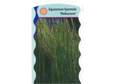 Equisetum robustum  24