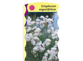 Eriophorum angustifolium  24