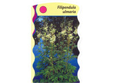 Filipendula ulmaria  24