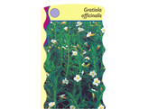 Gratiola officinalis  24