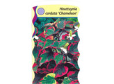 Houttuynia cordata  Chameleon   24