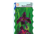 Iris louisiana  Black Gamecock   24