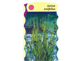 Juncus ensifolius  24