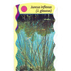 Juncus inflexus  24