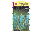 Juncus inflexus  24