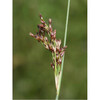 Juncus inflexus  24