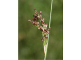 Juncus inflexus  24