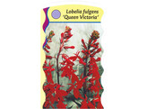 Lobelia fulgens  Queen Victoria   24