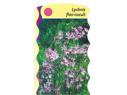 Lychnis flos-cuculi  24