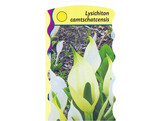 Lysichiton camtchatcensis  24