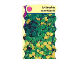 Lysimachia nummularia  24