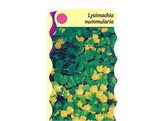 Lysimachia nummularia  24