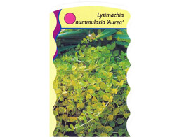 Lysimachia nummularia  Aurea   24