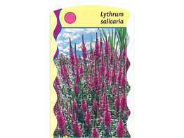 Lythrum salicaria  24