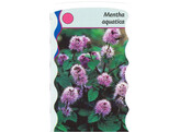 Mentha aquatica  24