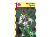 Menyanthes trifoliata  24