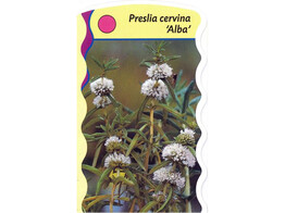 Preslia cervina  Alba   24