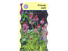 Primula vialii  24